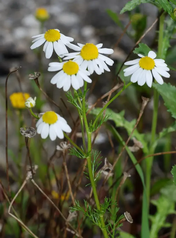 Chamomile Flower Powder Facts