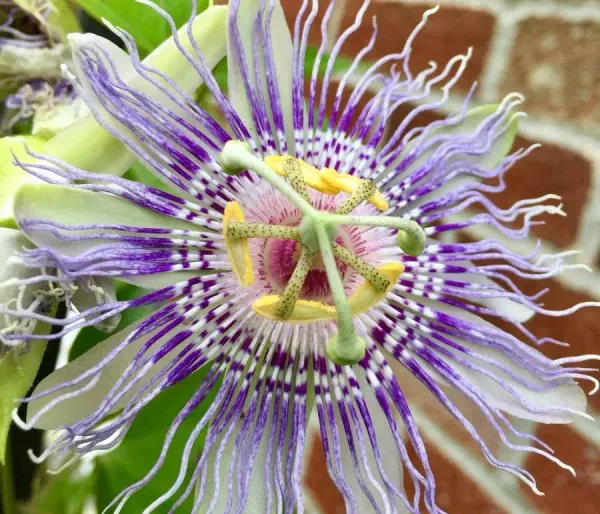 Maypop Passion Flower Herb Facts
