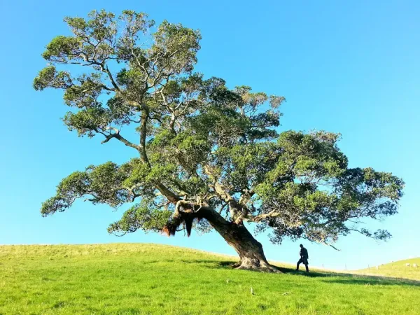 Linden Flower Tree Extract Facts