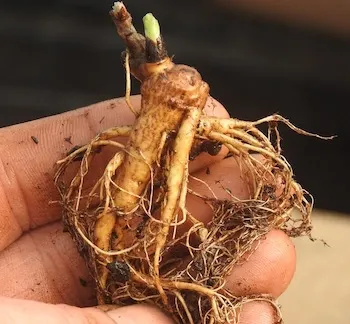 Rhodiola Rosea Root Extract Facts