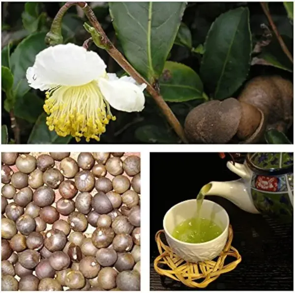 L-Theanine Facts