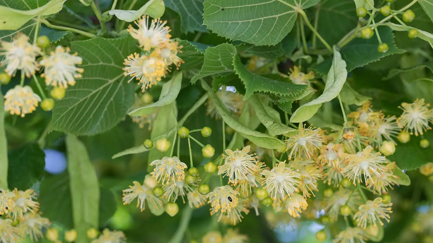 linden-flowers-on-the-tree