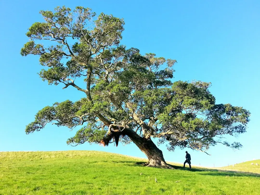 lone-linden-tree-in-a-field