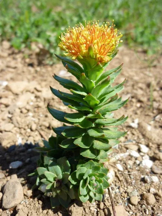 Lone-Rhodiola_Russian-in rocky-soil