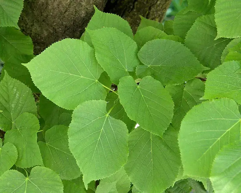 Mature-Linden-tree-leaves