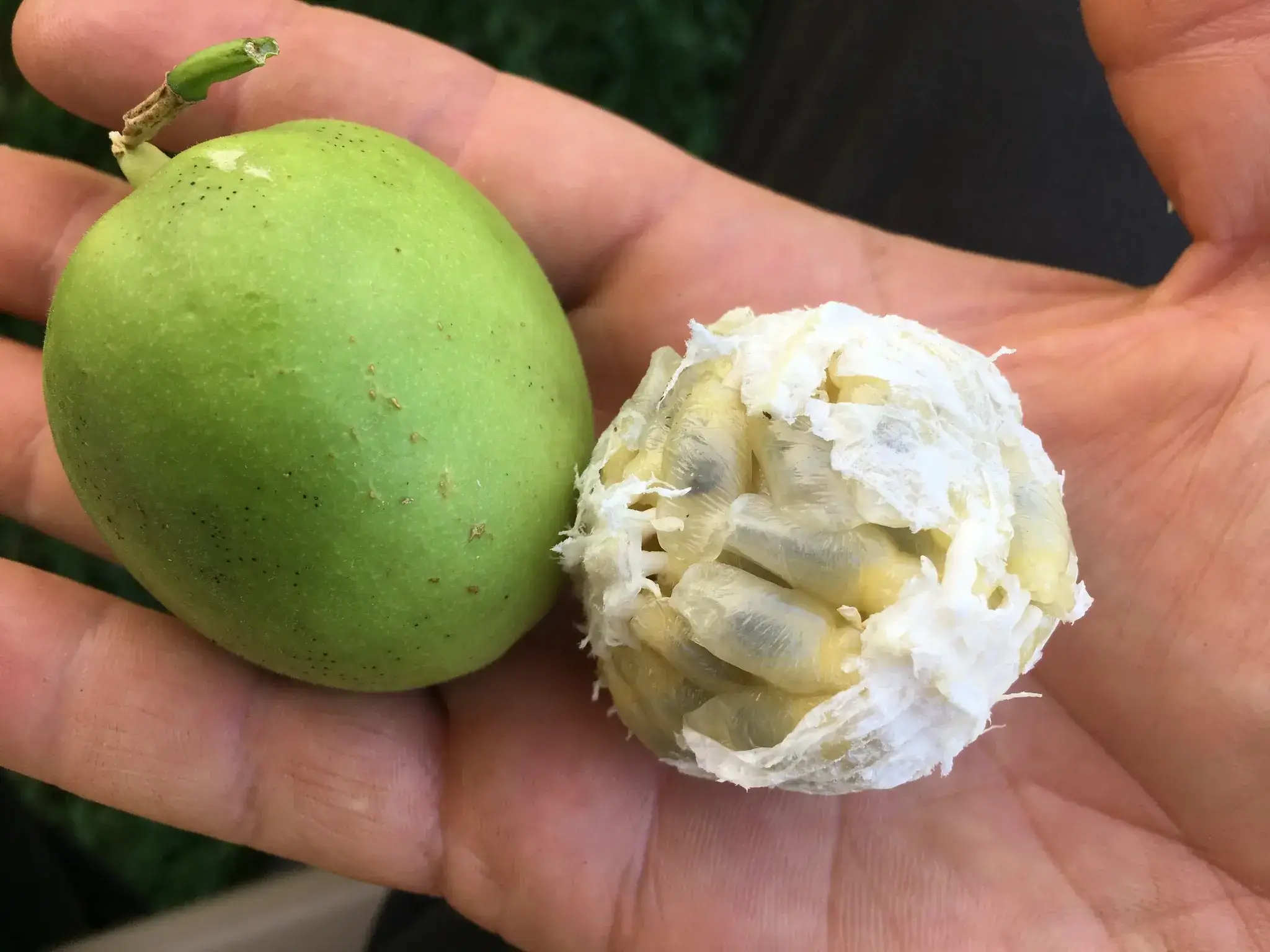 Passion-flower-fruit -opened