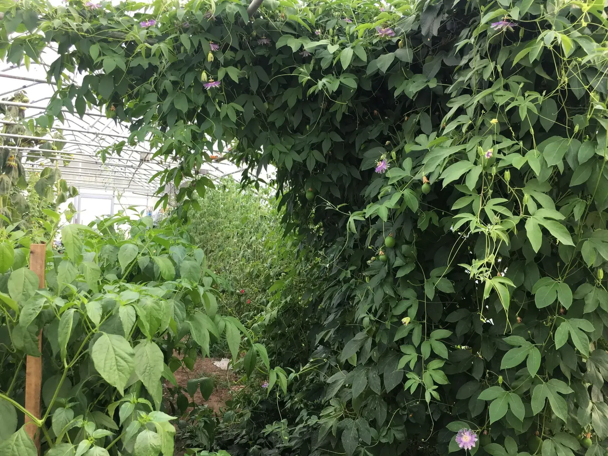 passion-flower-vine-climbing