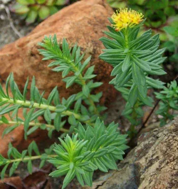 Rhodiola-Rosea-in-the-wild