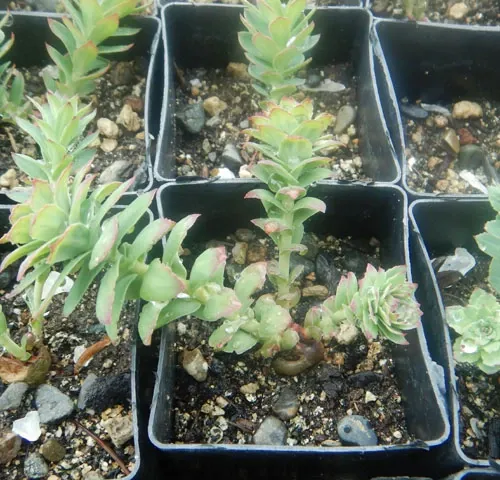 Rhodiola_Rosea_potted_plant