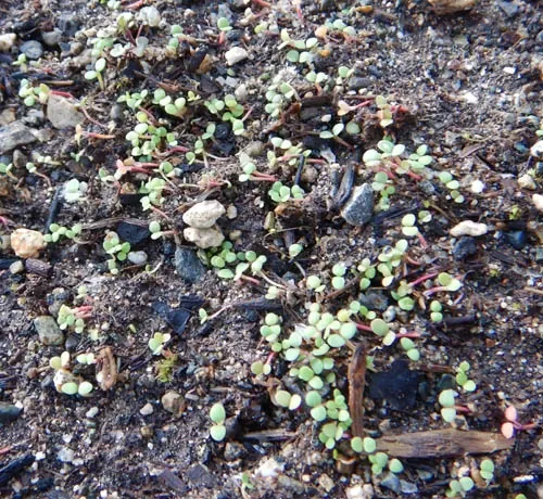 Rhodiola_rosea_seedlings