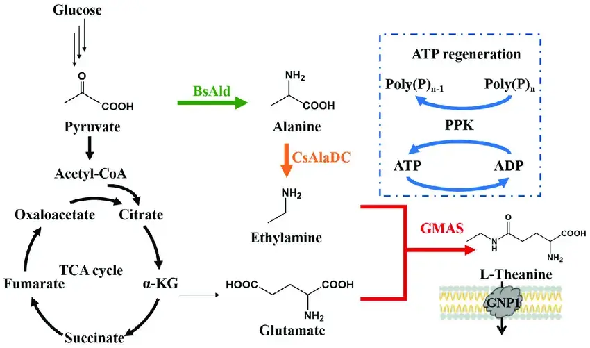 synthetic-L-Theanine-chart